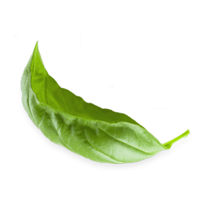 leaves_2.png leaves_2.png
